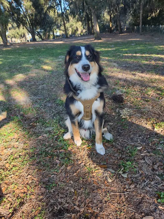 BarkPark of Wildwood 9