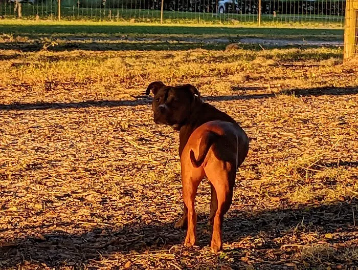 BarkPark of Wildwood 10