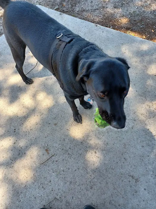 Lake Panasoffkee Dog Park 6