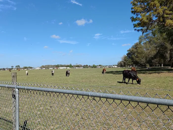 Lake Panasoffkee Dog Park 8
