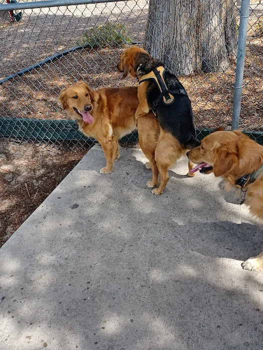 Lake Panasoffkee Dog Park 10