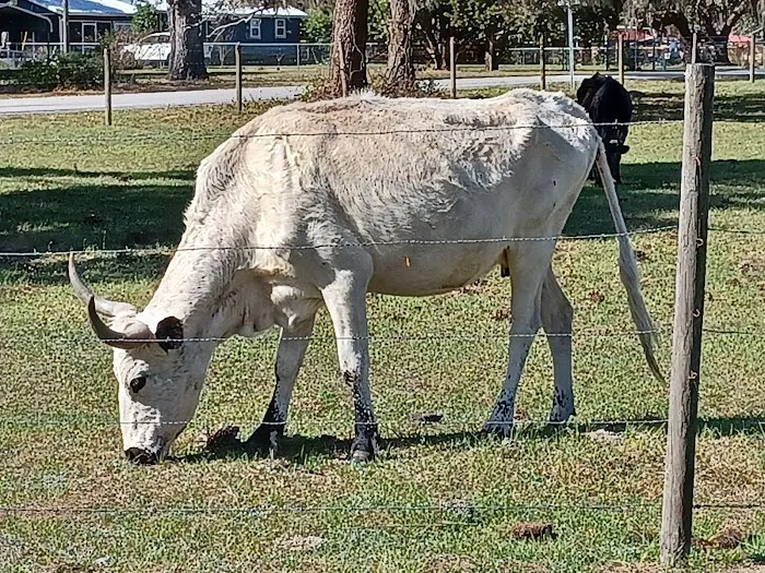 Lake Panasoffkee Dog Park 7