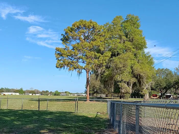 Lake Panasoffkee Dog Park 5