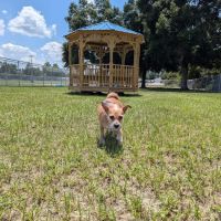 Marion Oaks Dog Park ico