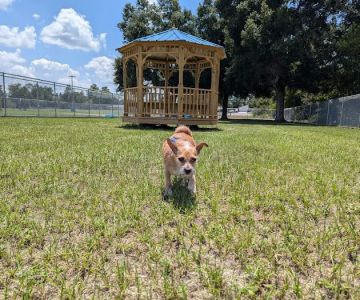 Marion Oaks Dog Park