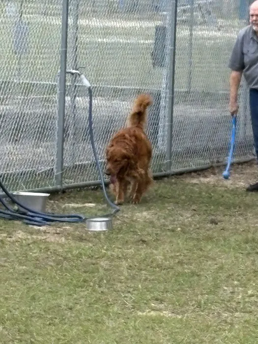 Marion Oaks Dog Park 7