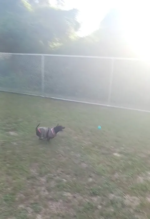 Marion Oaks Dog Park 5