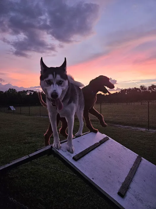 Dog Park 1