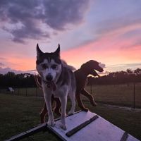 Dog Park ico