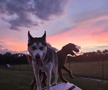 Dog Park