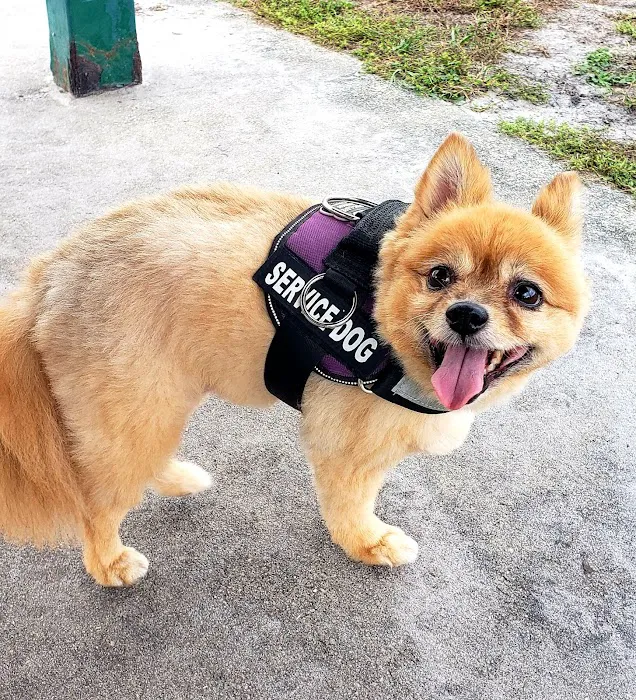 Dog Park 10