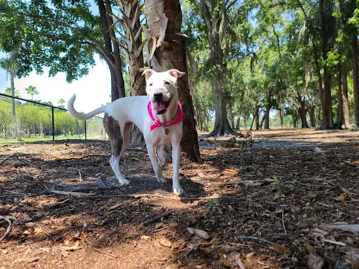 Dog Leg Woods 1
