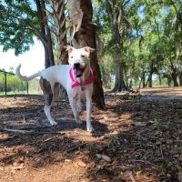 Dog Leg Woods ico