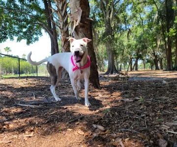Dog Leg Woods