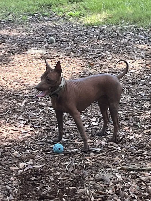 Dog Leg Woods 2