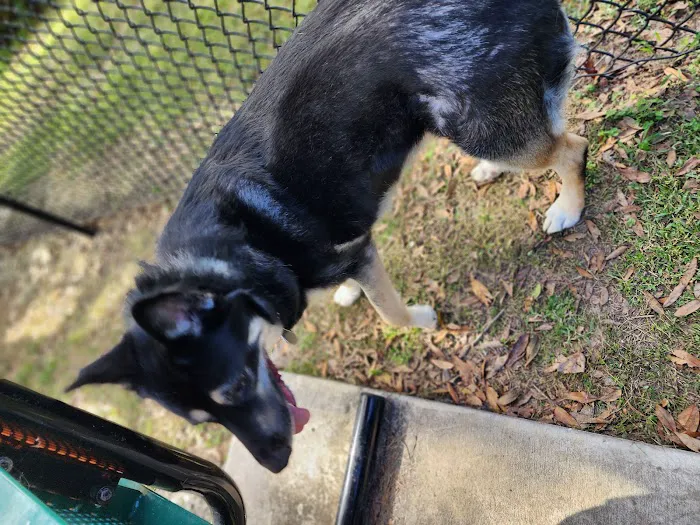 Bartow Dog Park 7