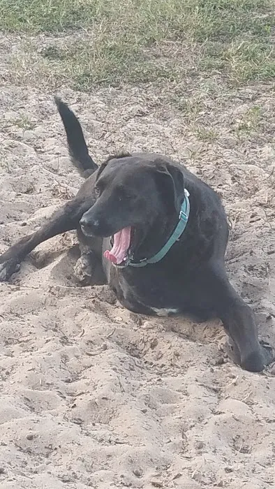 Doc. Haromy Dog Park 9