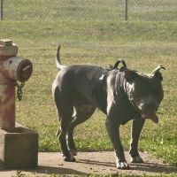 Doc. Haromy Dog Park ico