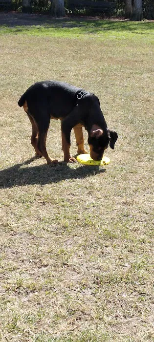 Diogi Dog Park 10