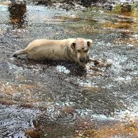 Bark Central Dog Park ico