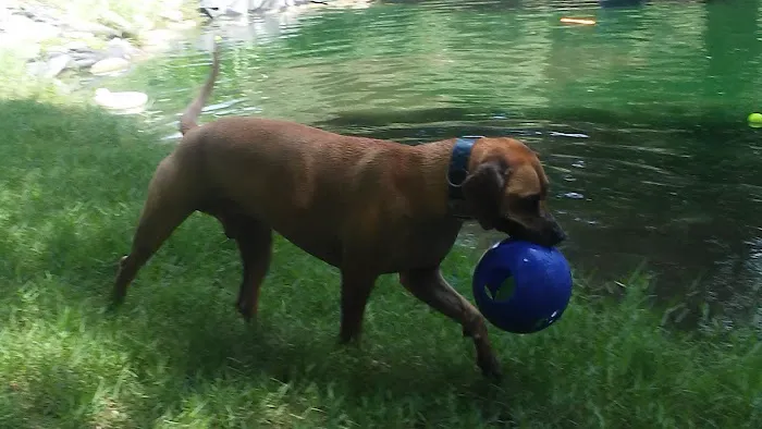 Bark Central Dog Park 5