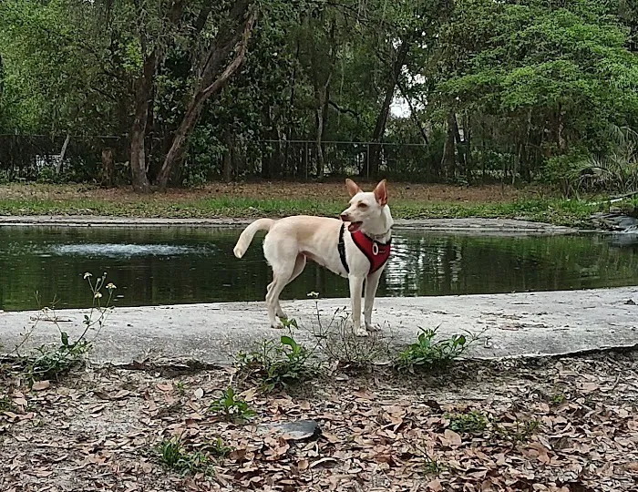 Bark Central Dog Park 9