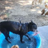 Letty Towles Dog Park ico