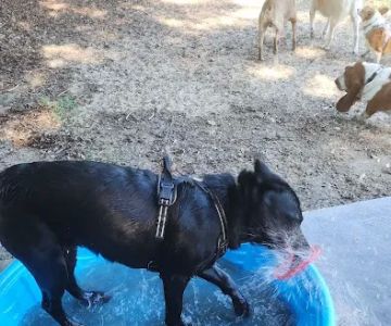 Letty Towles Dog Park