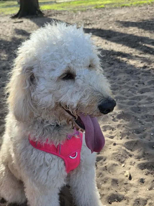 Saladino Dog Park 4