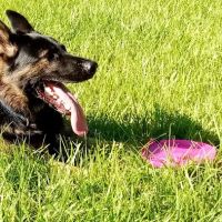 Saladino Dog Park ico