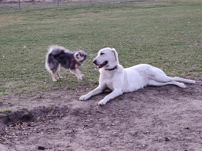 Temple Terrace Hilltop Dog Park 10