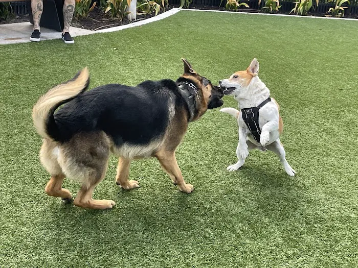 4th and Angel Dog Park 1