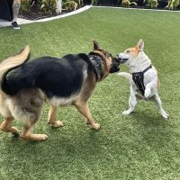 4th and Angel Dog Park ico