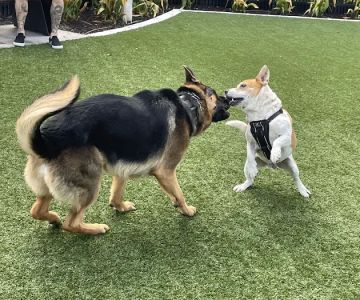4th and Angel Dog Park