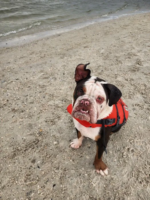 Davis Dog Beach 1