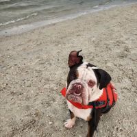 Davis Dog Beach ico