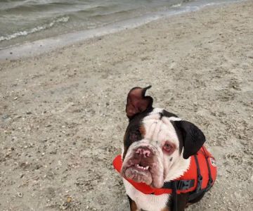 Davis Dog Beach