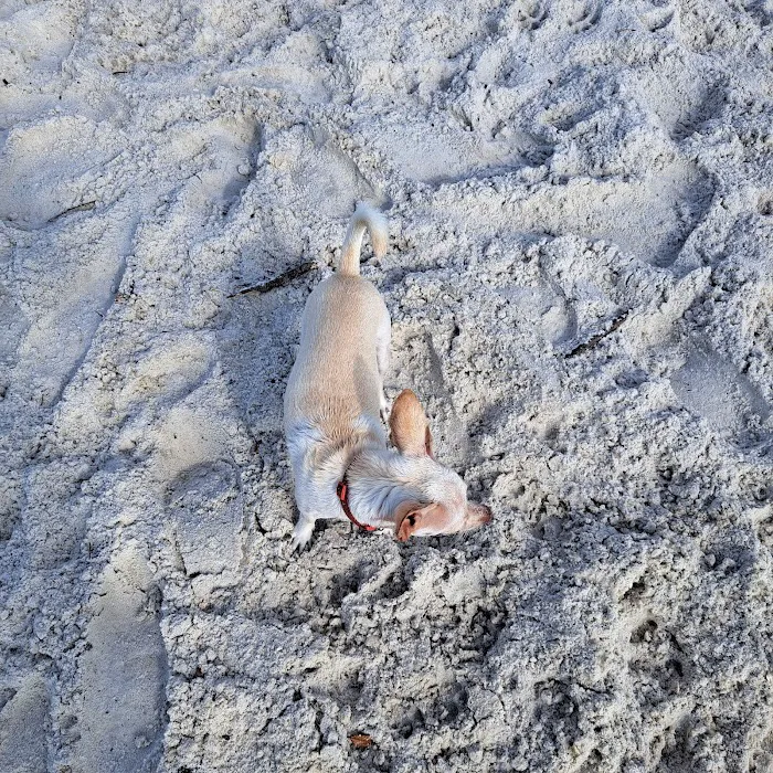 Davis Dog Beach 9