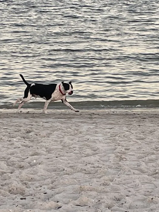 Davis Dog Beach 5