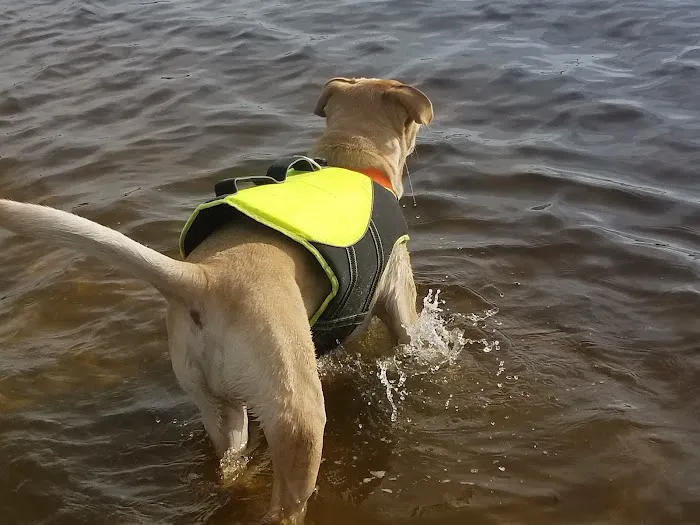 Davis Island Dog Park 7
