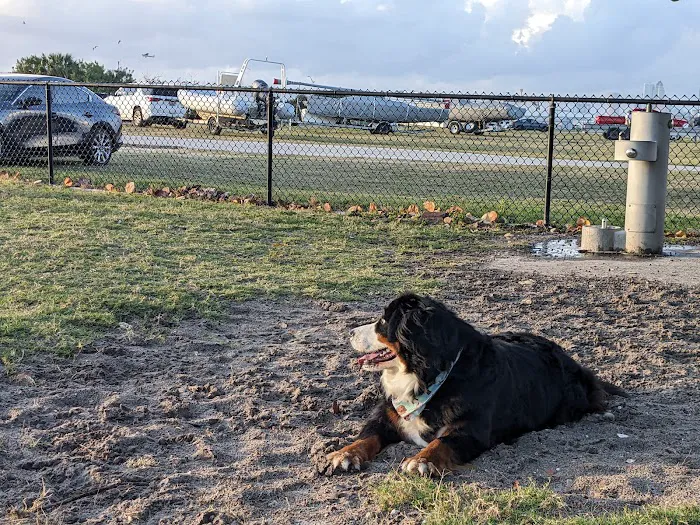 Davis Island Dog Park 8
