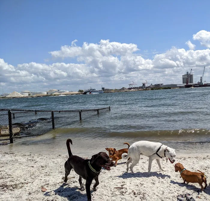 Davis Island Dog Park 10