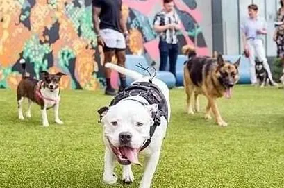 Meridian Dog Run 1