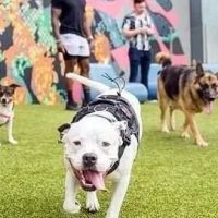 Meridian Dog Run ico
