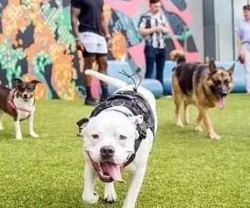 Meridian Dog Run