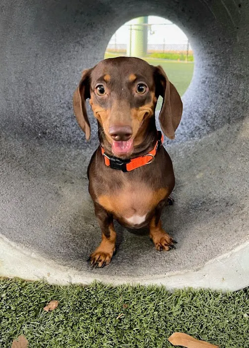 Deputy Kotfila Memorial Dog Park 6