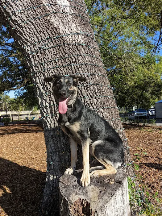 Hair of the Dog Park 9