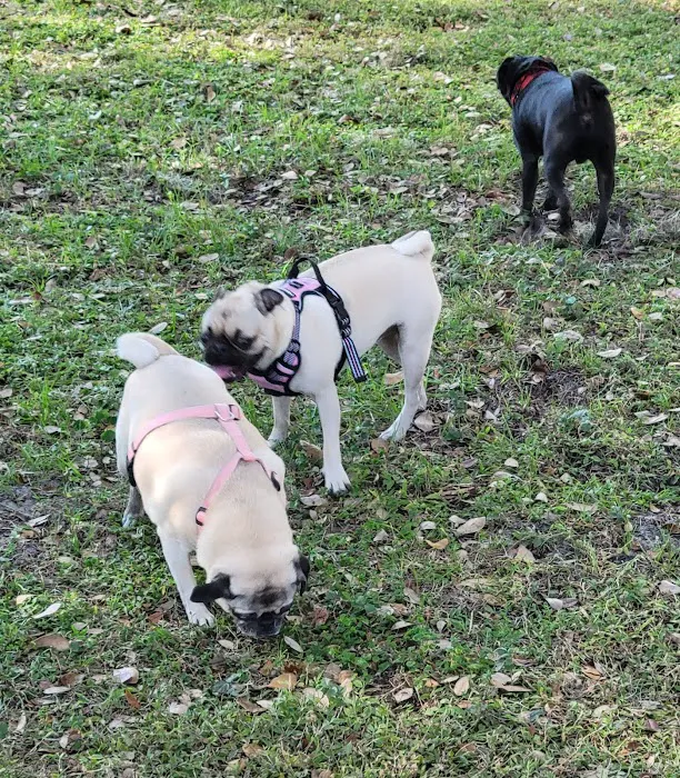 Hair of the Dog Park 10