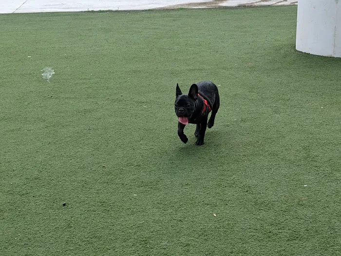 Curtis Hixon Waterfront Park Dog Park 9