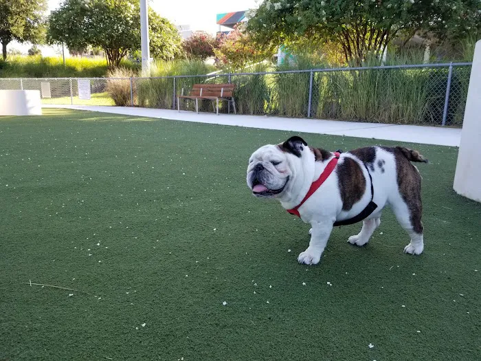 Curtis Hixon Waterfront Park Dog Park 8
